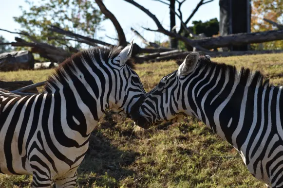 CrazyFox Cazino Cazinou Suport